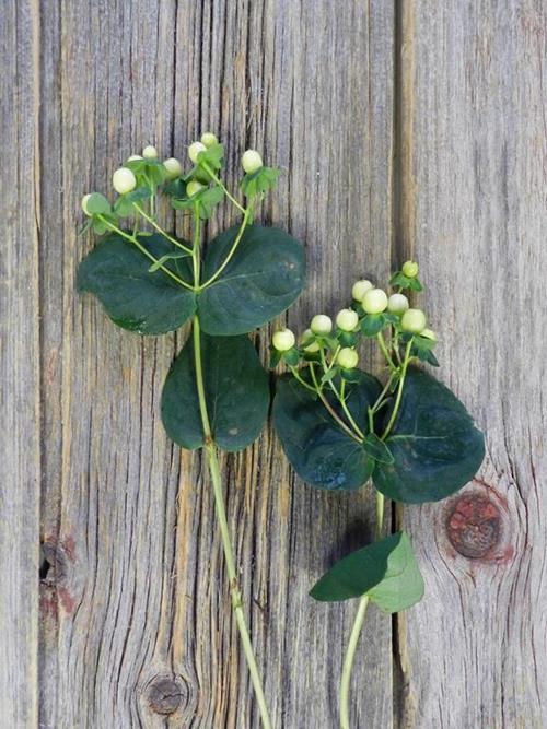 WHITE HYPERICUM